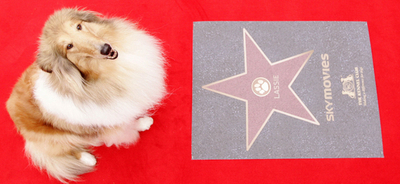 「犬版ハリウッドの殿堂」誕生、ラッシーら6匹殿堂入り