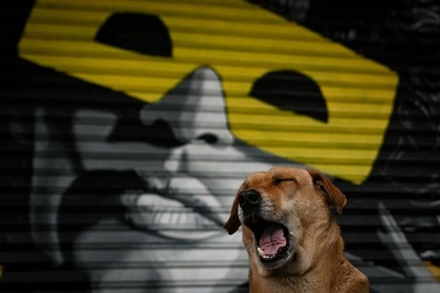 【今日の1枚】商店街に独りぼっち、外出制限下のインド