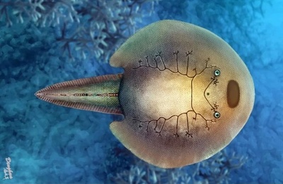 中国の研究チーム、約3億9000万年前の魚類「東方魚」を発見