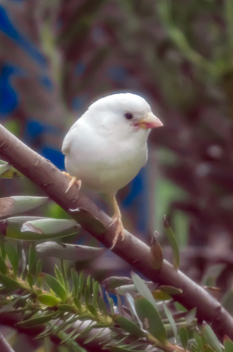 希少な白いスズメ、オーストラリアで発見