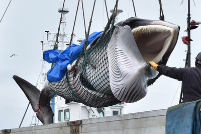 Japan to launch new whaling mothership