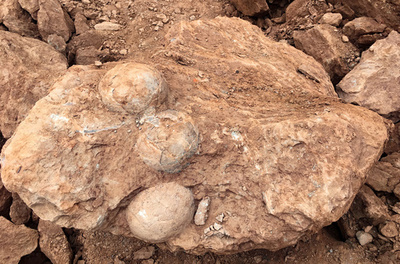 工事現場で約9000万年前恐竜の卵化石を発見  中国