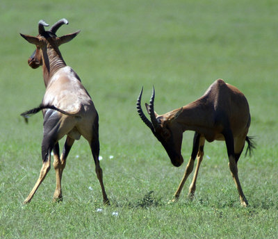 ケニアのレイヨウ、攻撃的なメスほど交尾に積極的