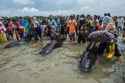 インドネシアの浜辺にクジラ多数漂着 3頭救出、46頭死ぬ