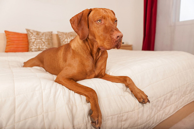 愛犬と旅するならどこへ行く？飼い主さん専用旅行ガイド