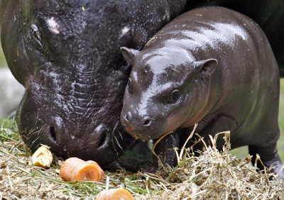 ベルリン動物園でカバの赤ちゃん、初めての外出