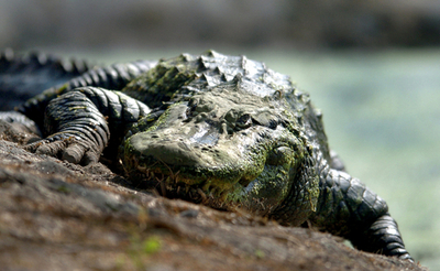 豪男性、ワニに襲われ友人には誤射される