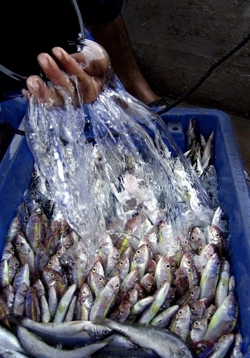 2050年までに商業漁業が不可能になる恐れ、国連環境計画が警鐘