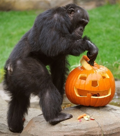 チンパンジーも待ち遠しいハロウィーン？ 独動物園