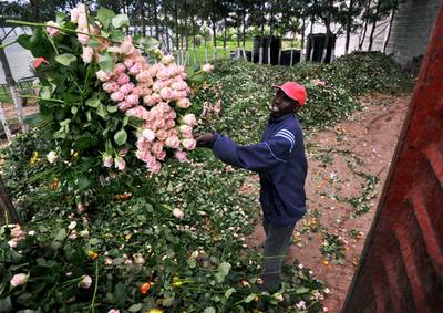 欧州飛行制限で大量の輸出用バラを廃棄、ケニア