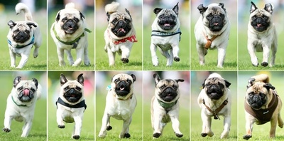 パグとブルドッグが大集合、ドイツでレースイベント