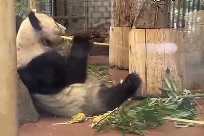 米国で飼育のパンダ「ヤーヤー」、帰国へ