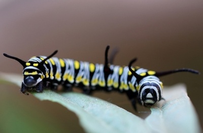 オオカバマダラ、森林伐採と除草剤の影響で個体数減少 WWF調査