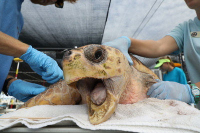【今日の1枚】「辛抱してね」傷の手当てを受けるウミガメ