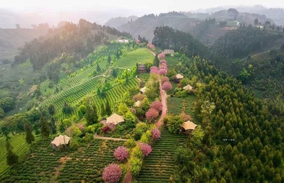 中国四川で春茶の収穫始まる 鮮葉市場で取引活況