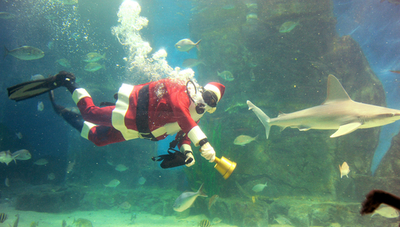 食べられないでね！サメと泳ぐサンタ、豪水族館