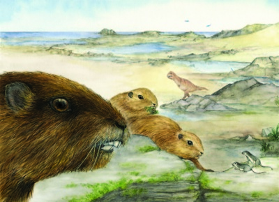 約6600万年前の頭骨化石、初期哺乳類の新種か 研究