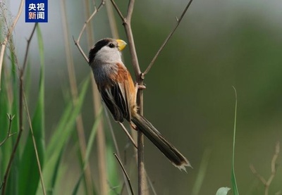 「鳥の“ジャイアントパンダ”」のカオジロダルマエナガなど希少な鳥類を確認=天津