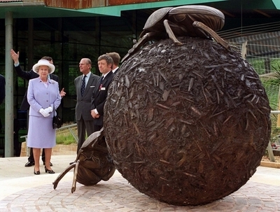 フンコロガシは世界一の力持ち、秘密は交尾にあり 研究