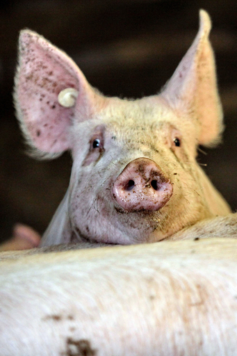 ドイツで4700農場を閉鎖、ダイオキシン汚染問題で