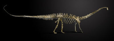 巨大草食恐竜の完全骨格標本 競売に出品へ