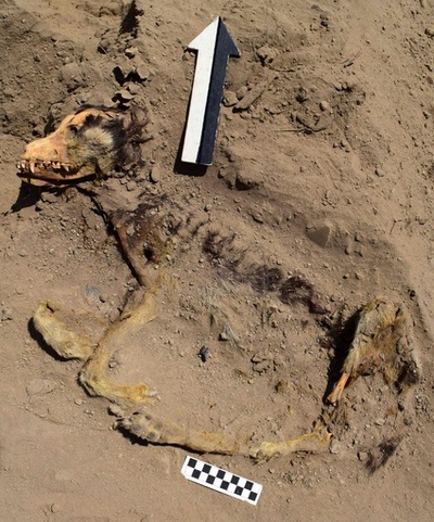 ペルーの遺跡で犬の死骸見つかる、1000年以上前のもの