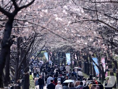 「春の花、どこで撮る？」…ソウル各地で桜祭りが本格化