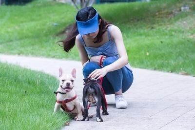「史上最も過酷な飼い犬条例」午前7時〜午後10時は散歩禁止 雲南