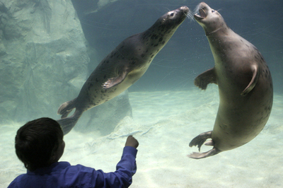 リトアニアから移送されてきたアザラシが一般公開