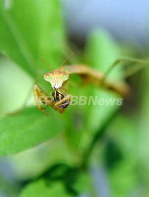 カマキリ 共食いする捕食昆虫 写真5枚 ファッション ニュースならmode Press Powered By Afpbb News