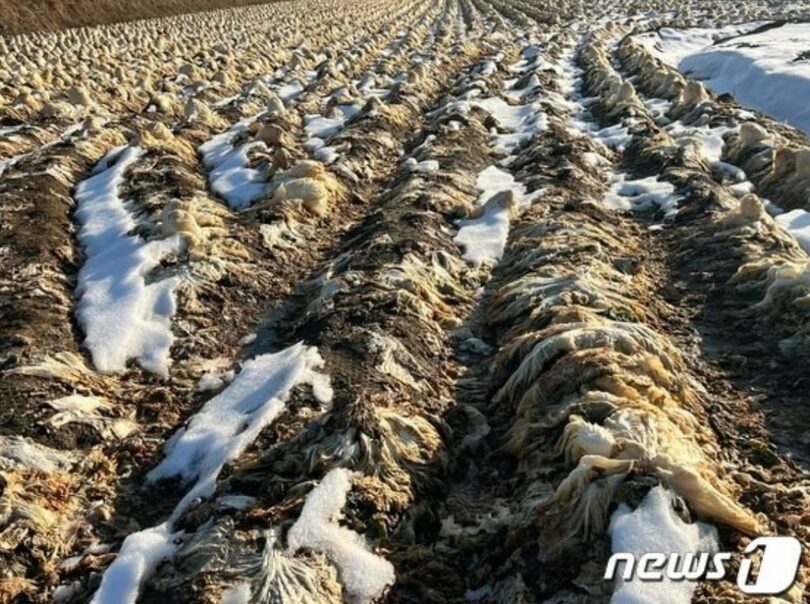 10日、江原道春川のある農家で収穫をあきらめた白菜に、最近降った雪が積もっていた (c)news1