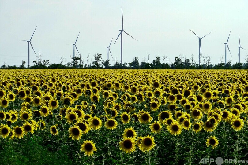 ウクライナ東部の農場、ロシアに穀物販売