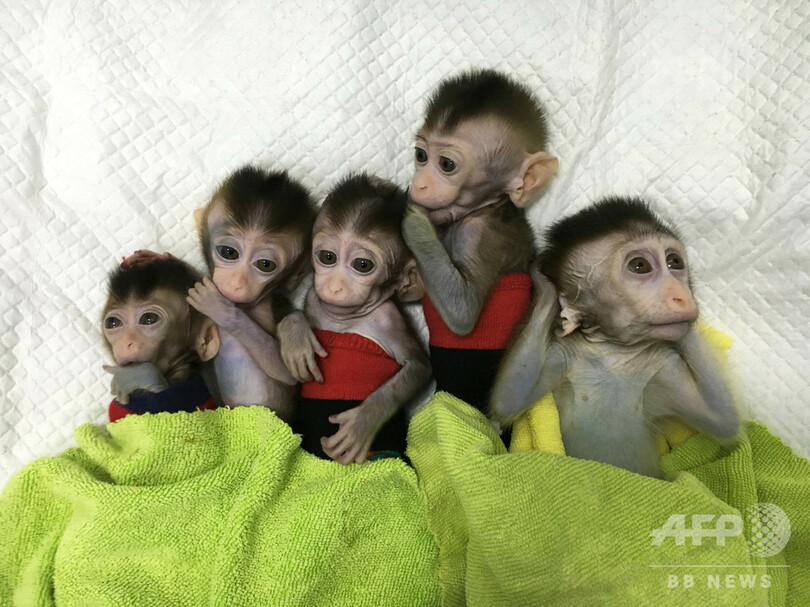 遺伝子操作でサルに睡眠障害 そのクローン5匹誕生 中国 写真8枚 国際ニュース Afpbb News
