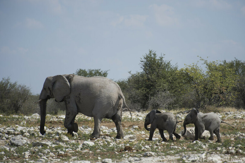 ゾウ170頭売ります ナミビア政府が広告 個体数抑制で 写真3枚 国際ニュース Afpbb News