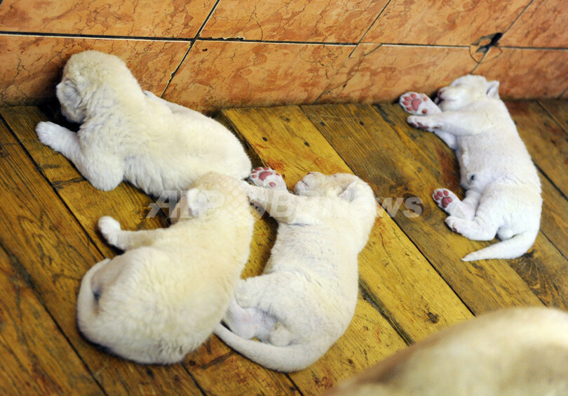 その肉球に触りたい ホワイトライオンの赤ちゃん くうくうお昼寝中 写真3枚 国際ニュース Afpbb News