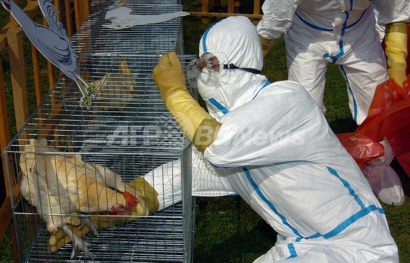 鳥インフルエンザ 研究チームがワクチン開発 動物実験に成功 台湾 写真1枚 国際ニュース Afpbb News