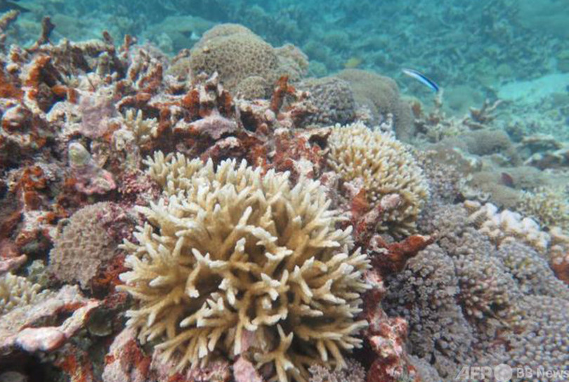 中国 海洋生物の多様性を保護 人と自然の調和を図る