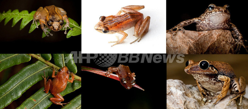 絶滅が疑われていた希少カエル6種を再発見、ハイチ 絶滅が疑われていた希少カエル6種を再発見、ハイチ