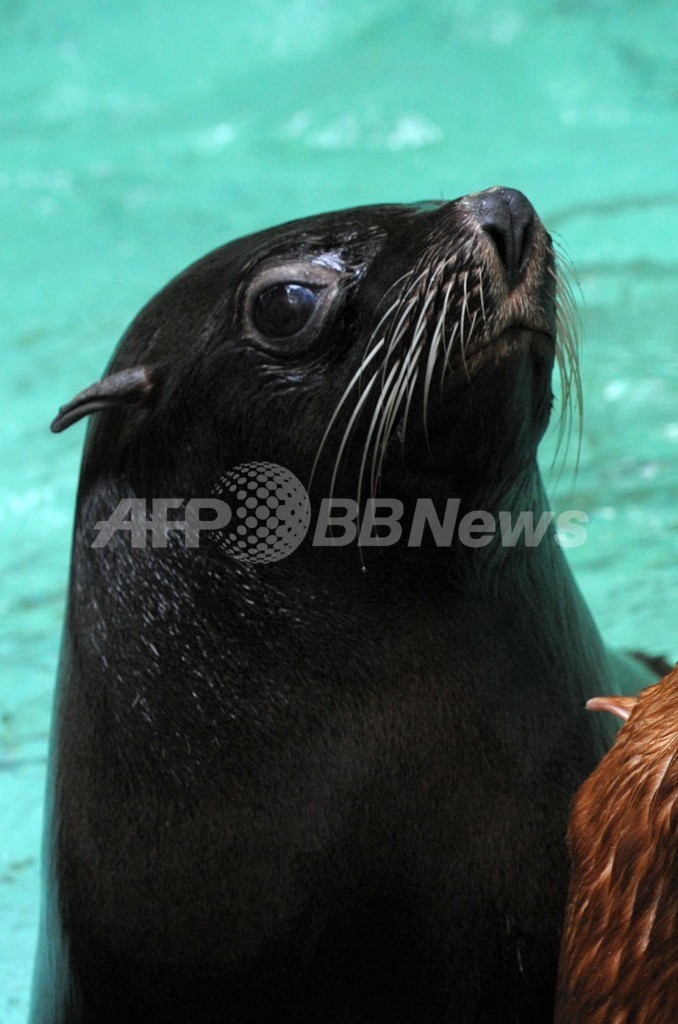 英動物園、オットセイ殴って飼育員が停職処分に 英動物園、オットセイ殴って飼育員が停職処分に