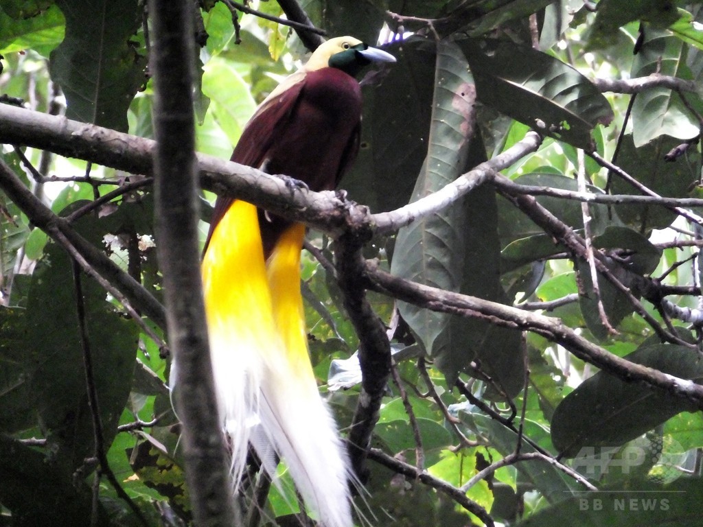 ジャングルから消えゆく鳥たち 地元住民で保護する動き インドネシア 写真10枚 国際ニュース Afpbb News