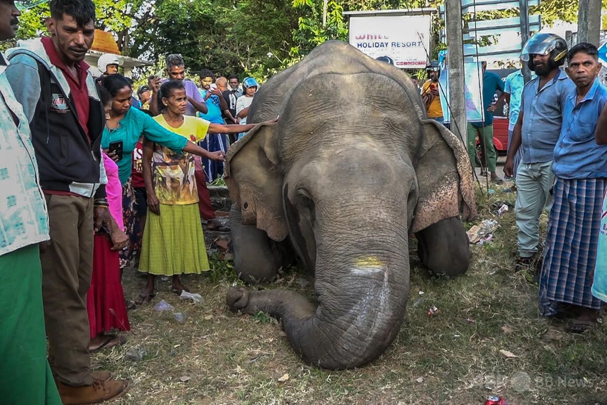 野生ゾウ3頭死ぬ、うち2頭は農民に射殺されたか スリランカ 写真3枚