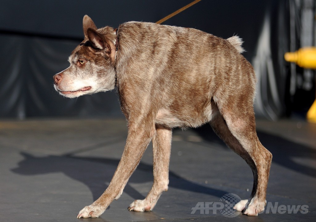 今年も開催、「世界一醜い犬コンテスト」 写真15枚 国際ニュース：afpbb News 