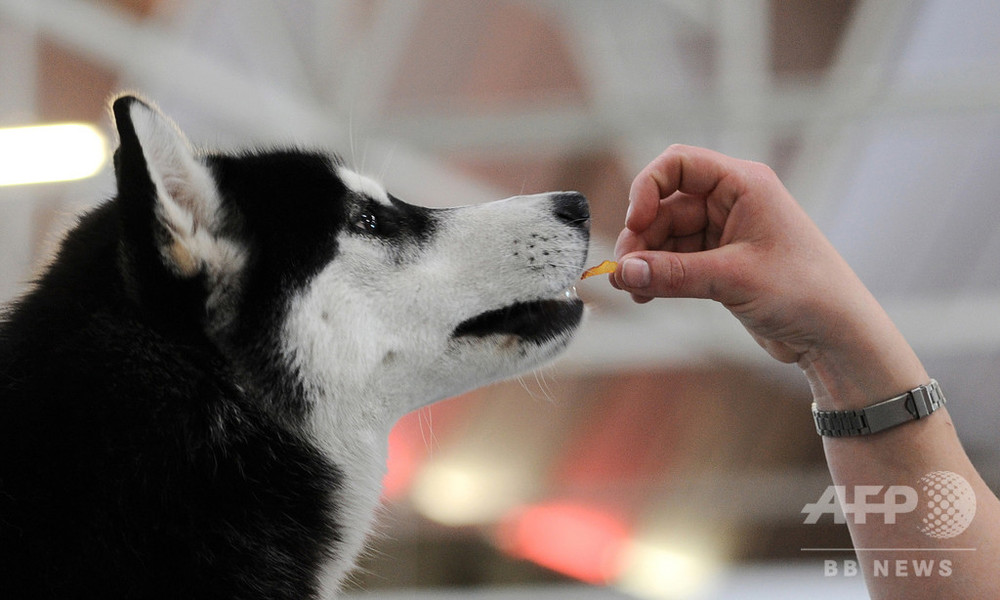 太っている人は飼い犬も太っている傾向 研究 写真1枚 国際ニュース Afpbb News