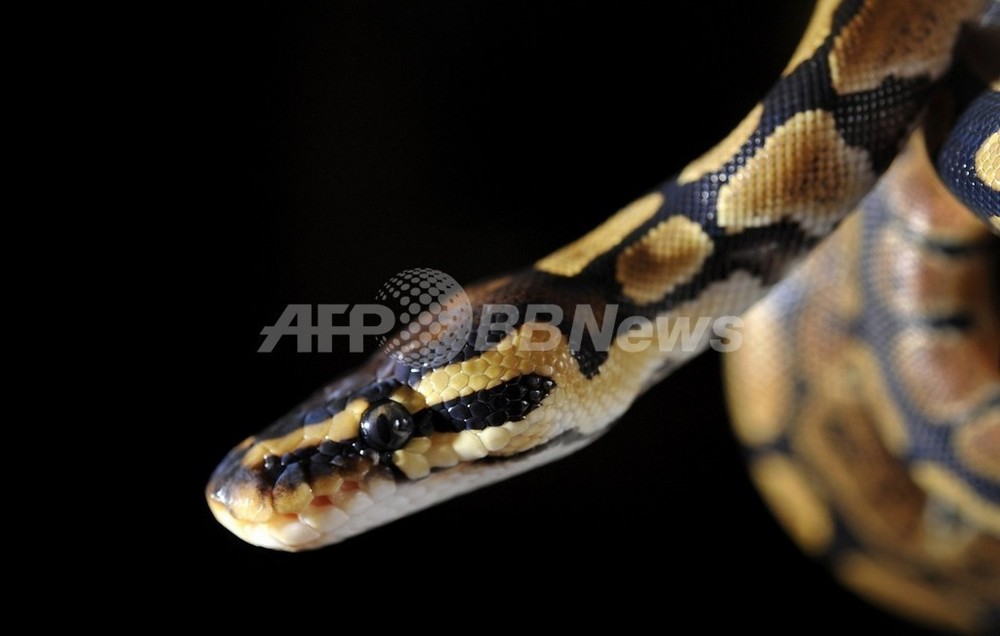 ヘビが赤外線を 感じる メカニズムが明らかに 米研究 写真1枚 国際ニュース Afpbb News