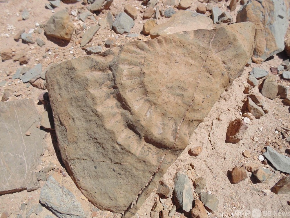 ジュラ紀の翼竜ランフォリンクスの化石、南半球で初発見