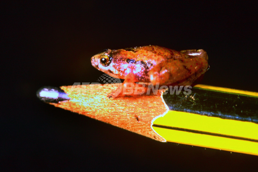 ボルネオ島で豆粒大の新種のカエル発見、アジア最小 写真2枚 国際