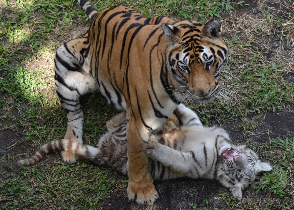 動物園の飼育係 トラに襲われ死亡 スペイン 写真1枚 国際ニュース Afpbb News