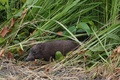 インド北東部のマナス国立公園で、野生に返されるコビトイノシシ（2021年6月26日撮影）。(c)Biju BORO / AFP