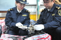 押収した乾燥タツノオトシゴを数える青島税関の職員（2019年5月19日撮影）。(c)Xinhua News 