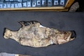 エジプト・ルクソール近郊で発見された古代都市遺構で出土した魚の化石（2021年4月10日撮影）。(c)Khaled DESOUKI / AFP
